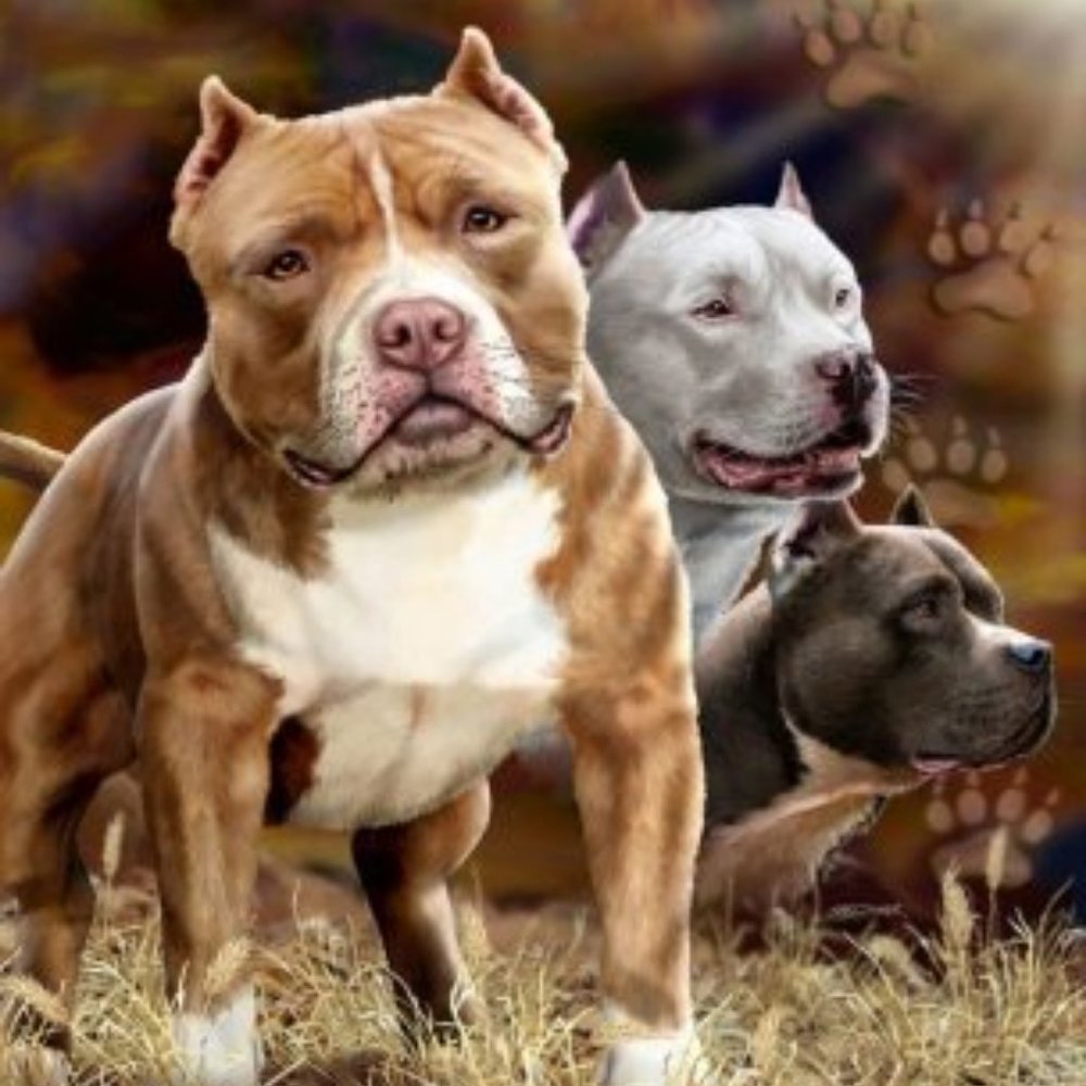 Signature Collection Queen Pitbull Mink Blanket